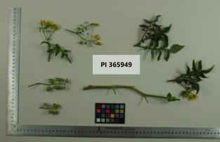 Click for 1 image(s) for this accession. Image